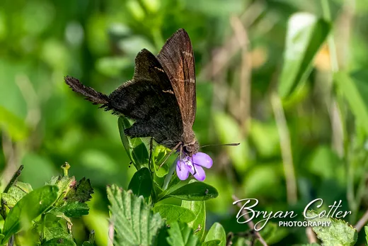 Brown Longtail