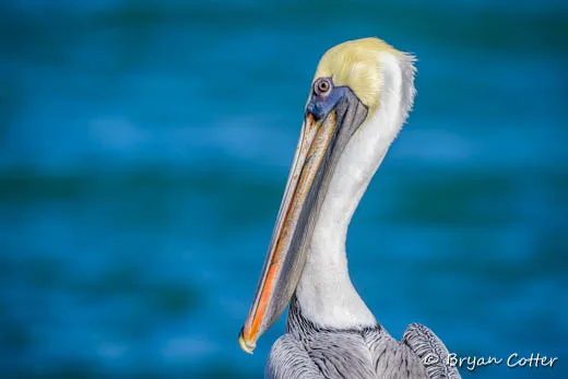 Brown Pelican