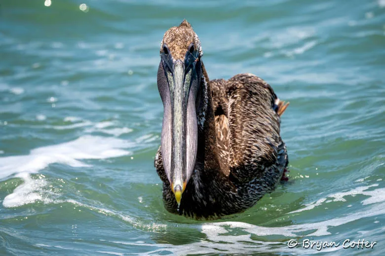 Brown Pelican photographed in the Coastal Bend region of Texas by Bryan Cotter