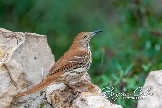 Brown Thrasher