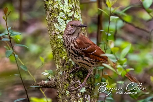 Brown Thrasher photographed in Texas by Bryan Cotter