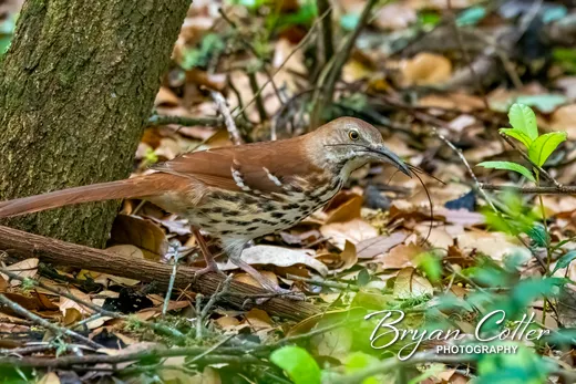 Brown Thrasher