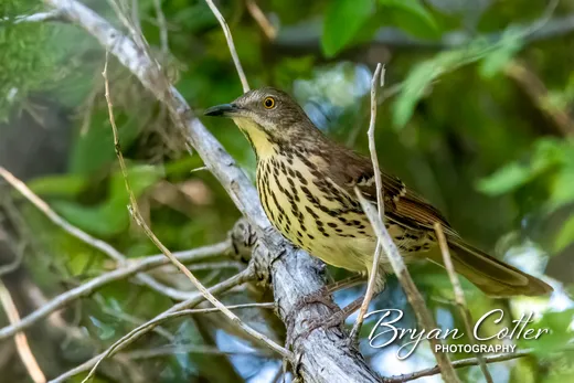 Brown Thrasher
