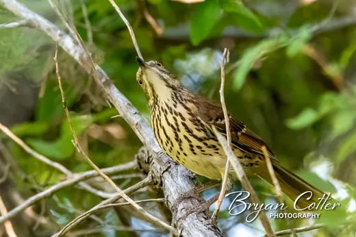Brown Thrasher