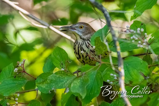 Brown Thrasher