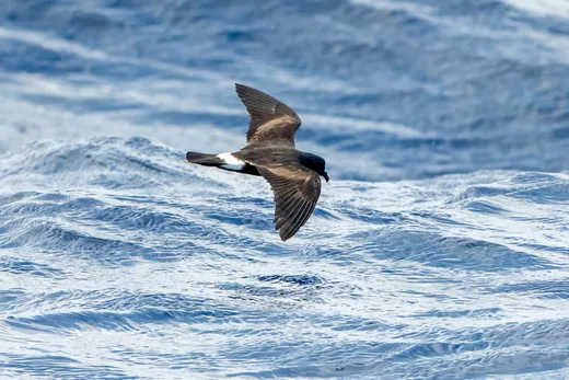 Band-rumped Storm-Petrel