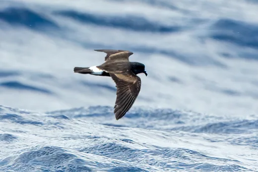 Band-rumped Storm-Petrel