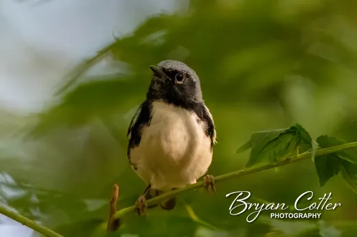 Black-throated Blue Warbler