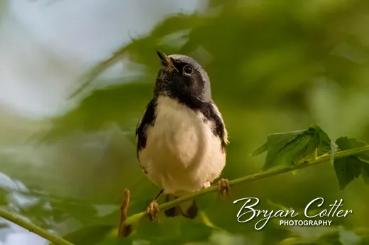 Black-throated Blue Warbler
