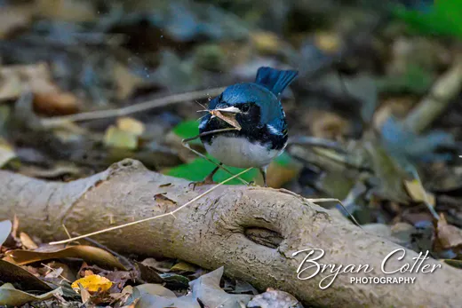 Black-throated Blue Warbler