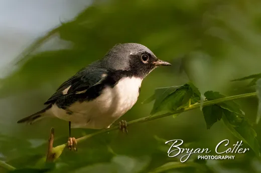 Black-throated Blue Warbler