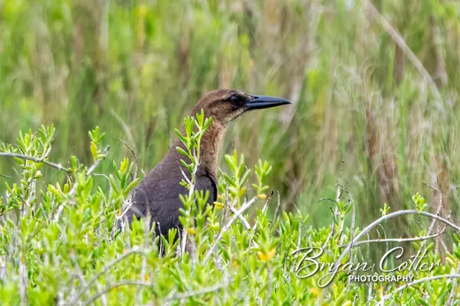 Boat-tailed Grackle photographed in Texas by Bryan Cotter