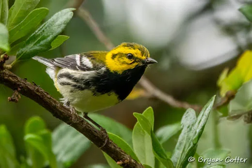Black-throated Green Warbler