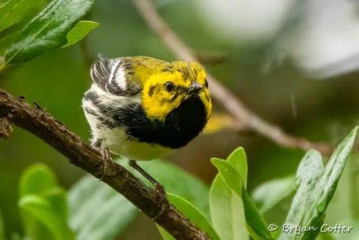 Black-throated Green Warbler