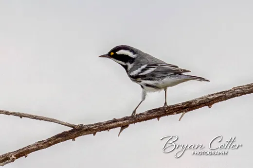 Black-throated Gray Warbler