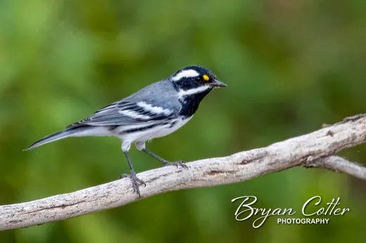 Black-throated Gray Warbler