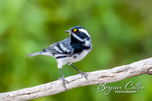 Black-throated Gray Warbler