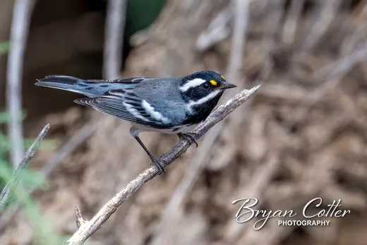 Black-throated Gray Warbler