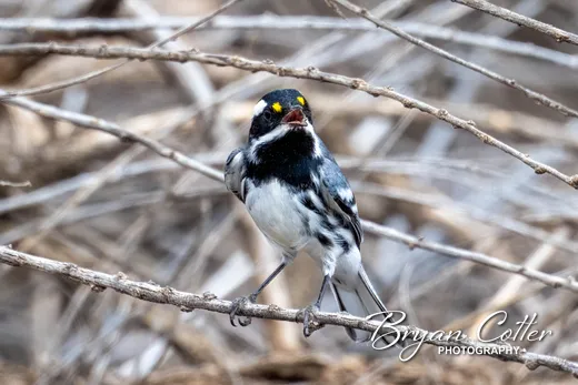 Black-throated Gray Warbler