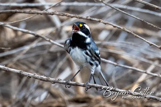 Black-throated Gray Warbler