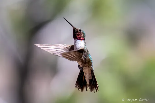 Broad-tailed Hummingbird