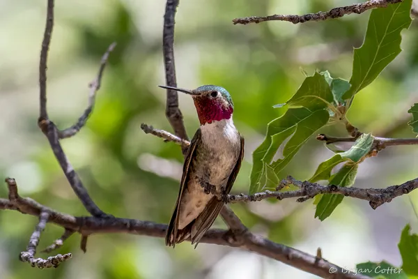Broad-tailed Hummingbird photographed in Texas by Bryan Cotter
