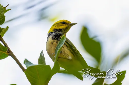 Black-throated Green Warbler photographed in Texas by Bryan Cotter