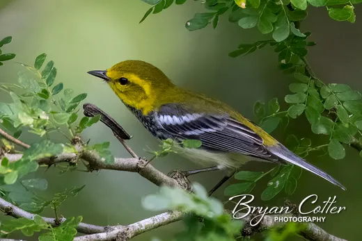 Black-throated Green Warbler