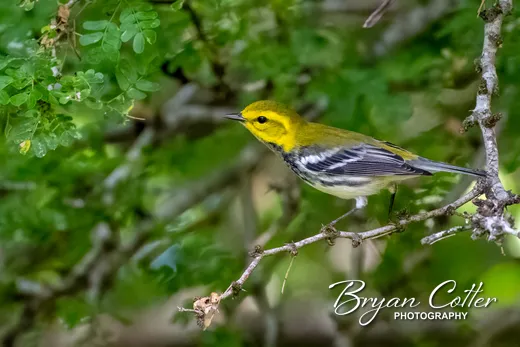 Black-throated Green Warbler