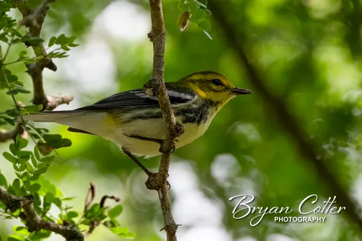 Black-throated Green Warbler