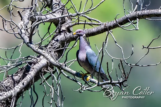 Band-tailed Pigeon