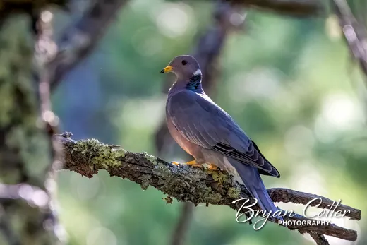 Band-tailed Pigeon photographed in the Guadalupe Mountains region of Texas by Bryan Cotter
