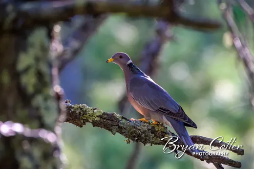 Band-tailed Pigeon
