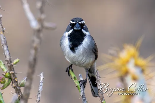 Black-throated Sparrow