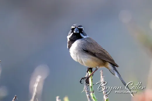 Black-throated Sparrow