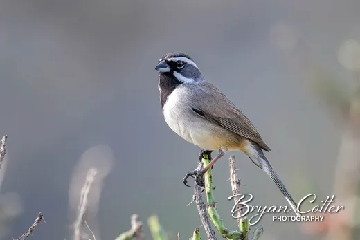Black-throated Sparrow