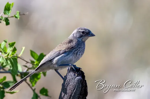 Black-throated Sparrow