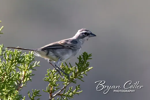 Black-throated Sparrow