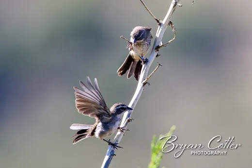 Black-throated Sparrow