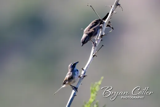 Black-throated Sparrow