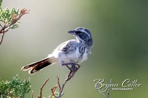 Black-throated Sparrow