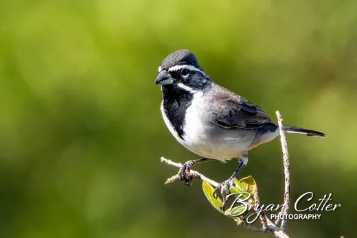 Black-throated Sparrow