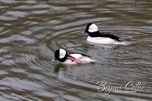 Bufflehead