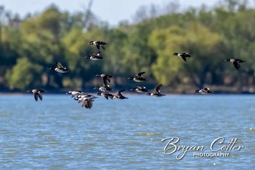 Bufflehead