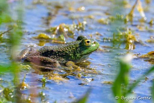 Bull Frog
