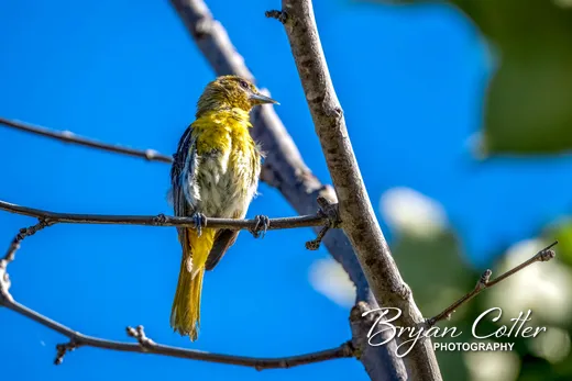 Bullock's Oriole
