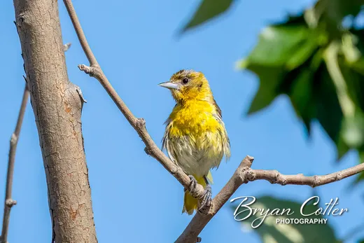 Bullock's Oriole