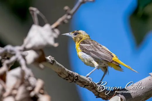 Bullock's Oriole