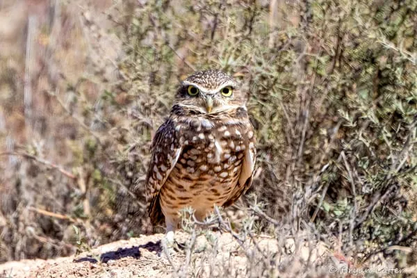 Burrowing Owl