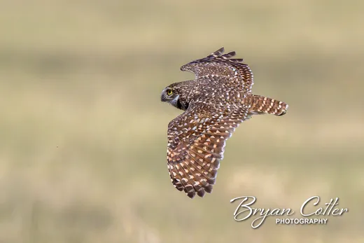 Burrowing Owl